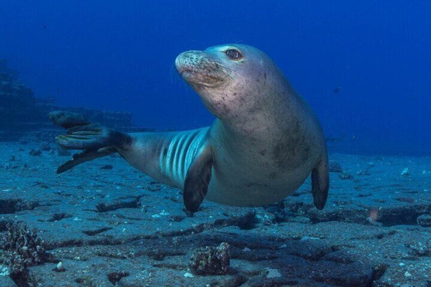 Hawaiian Monk Seal