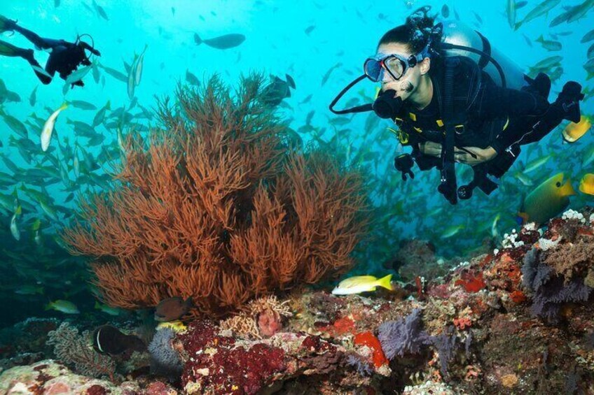 Immerse yourself in the vibrant reefs of Kauai