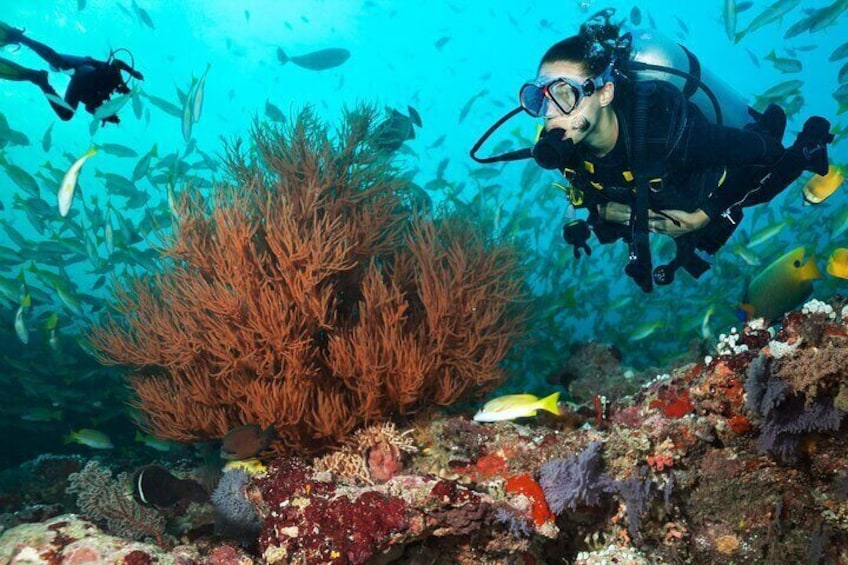 Immerse yourself in the vibrant reefs of Kauai