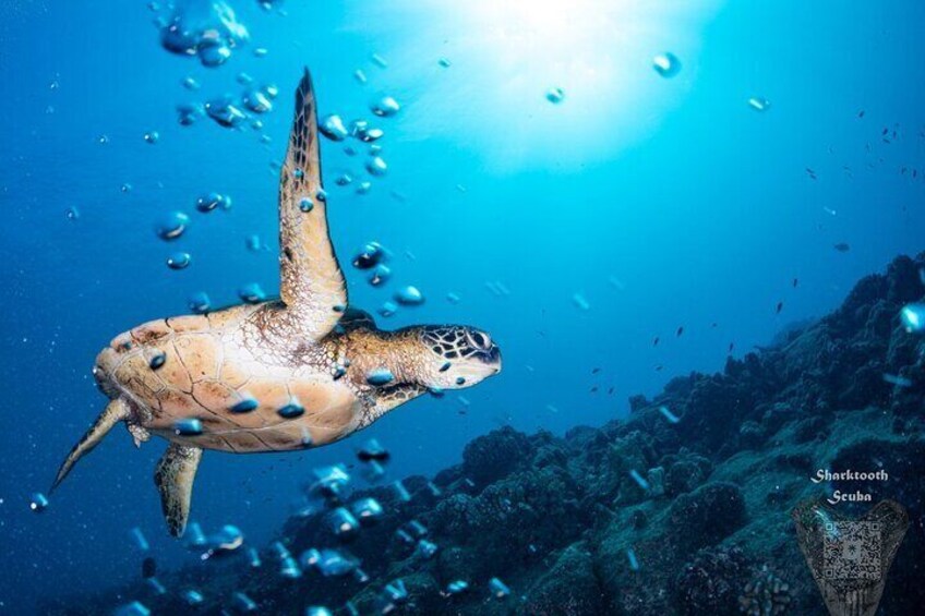 Hawaii's famous Green Sea Turtle