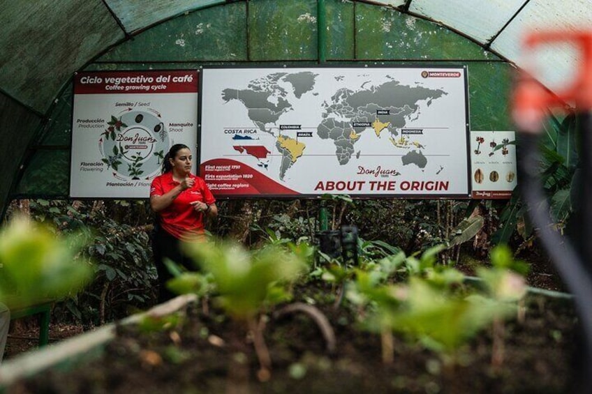 Coffee, Sugar Cane and Chocolate Tour in Monteverde with Guide