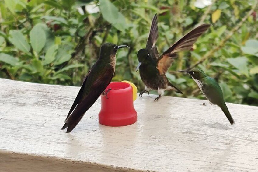 Mindo with traditional breakfast at Hummingbirds Sanctuary