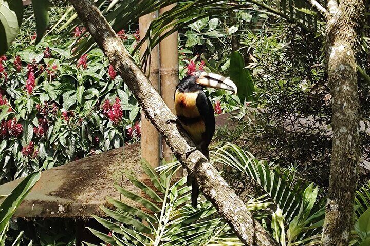 Mindo with traditional breakfast at Hummingbirds Sanctuary