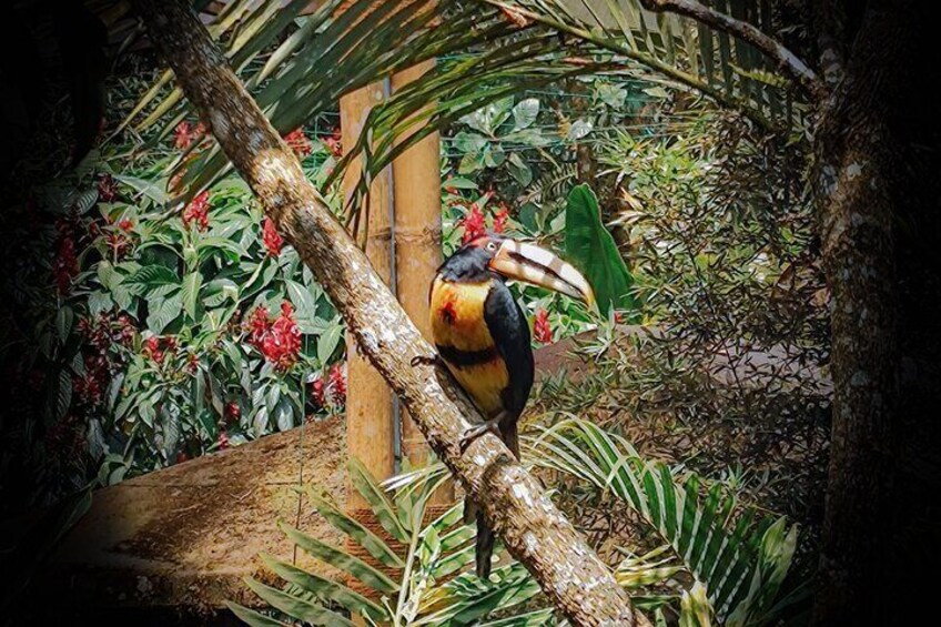 Mindo Tour with traditional breakfast at Hummingbirds Sanctuary