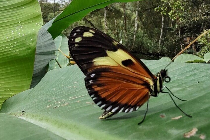 Mindo Tour with traditional breakfast at Hummingbirds Sanctuary