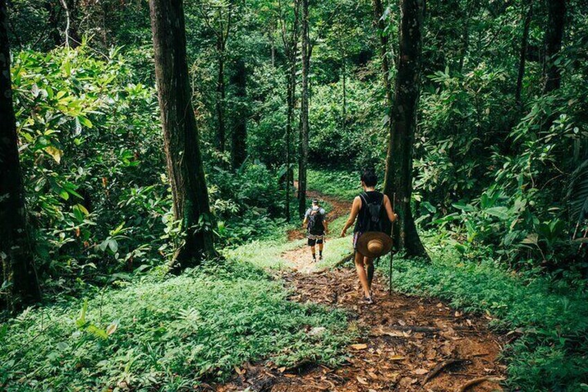 The 2 hours Hike in the Jungle 