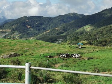 Paket Kota Kinabalu + Kundasang