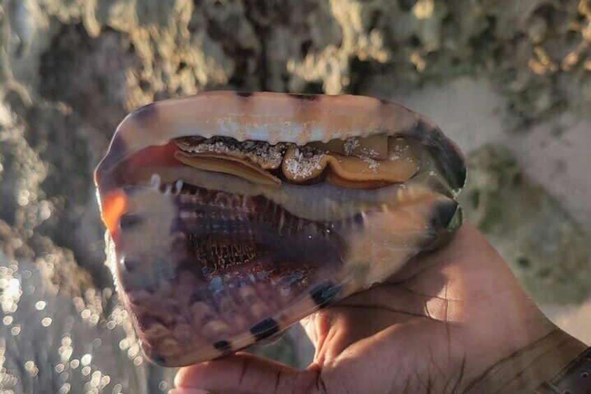 A helmet conch