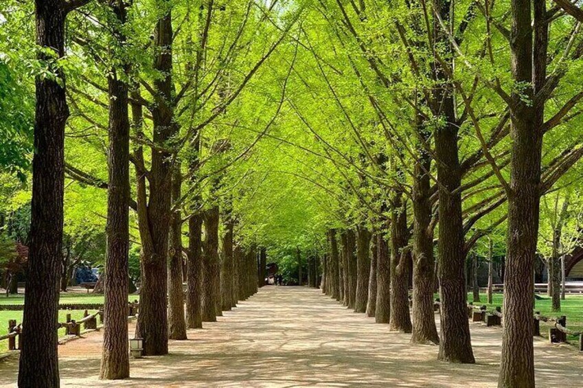 Nami Island and Petite France Private Tour