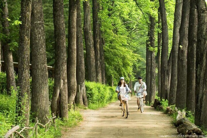 Nami Island and Petite France Private Tour