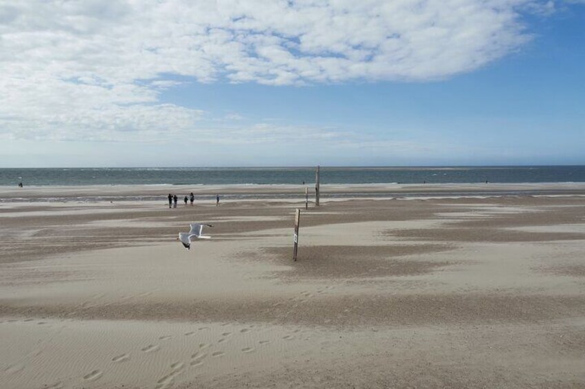 Zeeland Beachsafari with Dragnet : Discover the beach