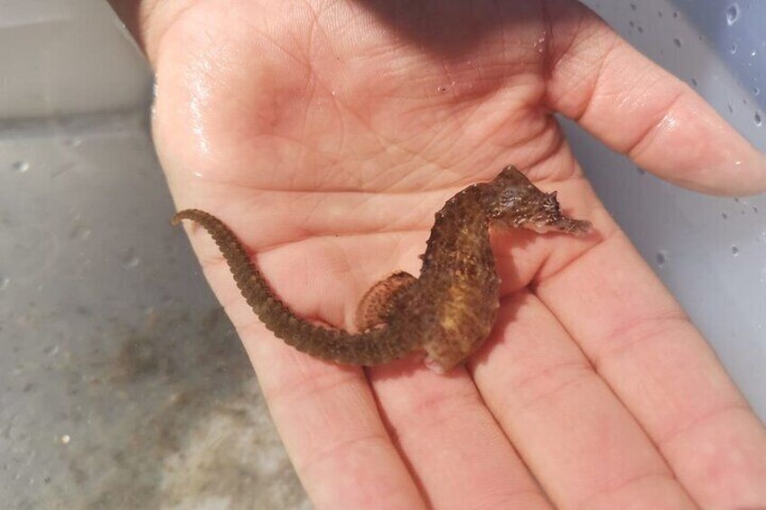 Zeeland Beachsafari with Dragnet : Discover the beach