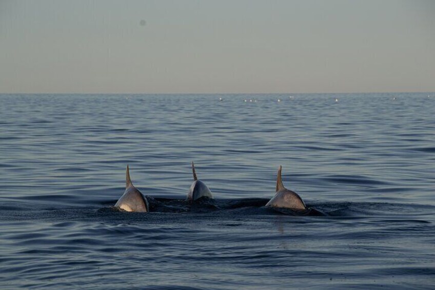 3 Hour Private Sunset Sailing Tour in Pula