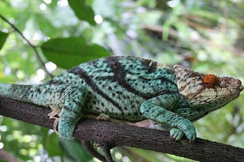 15-Day Private Photography Tour in Madagascar