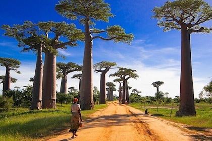 15-Day Private Photography Tour in Madagascar