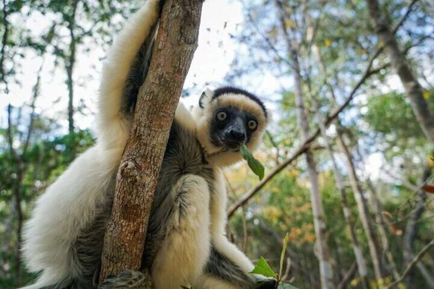 15-Day Private Photography Tour in Madagascar