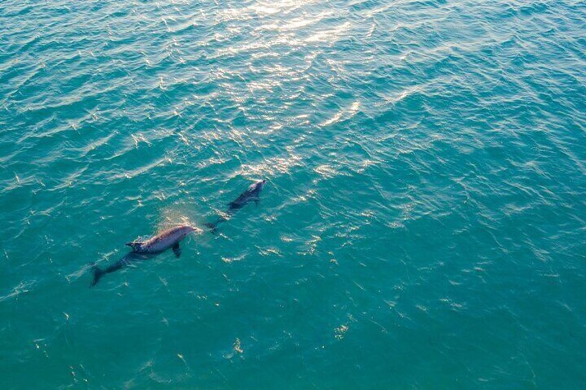 Boat tour in Tavolara with Dolphin Watching