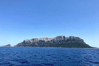 Boat tour in Tavolara with Dolphin Watching