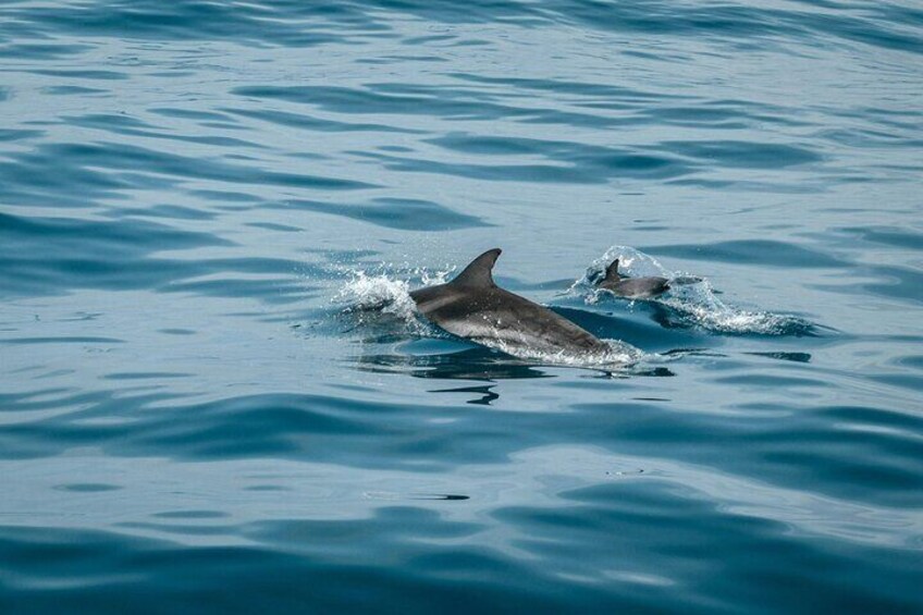 Boat tour in Tavolara with Dolphin Watching