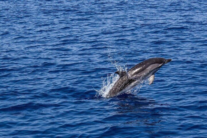 Boat tour in Tavolara with Dolphin Watching