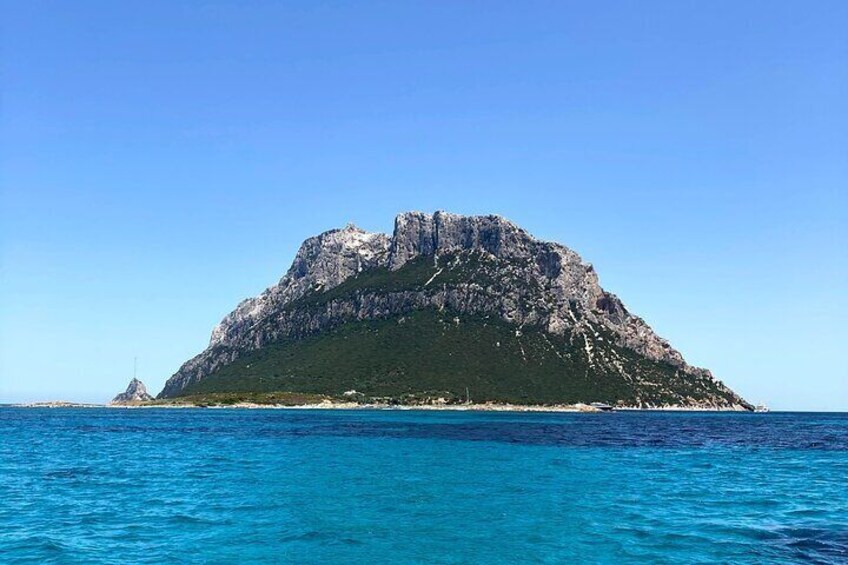 Boat tour in Tavolara with Dolphin Watching