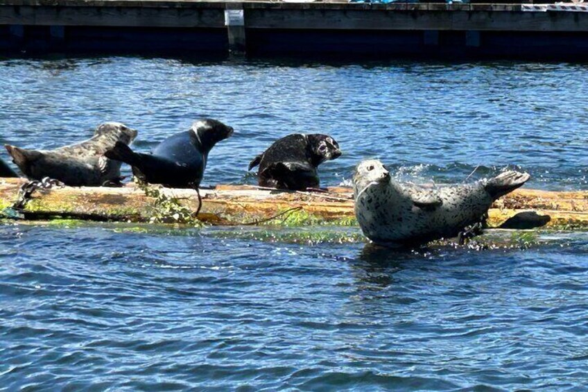 Harbour Seals