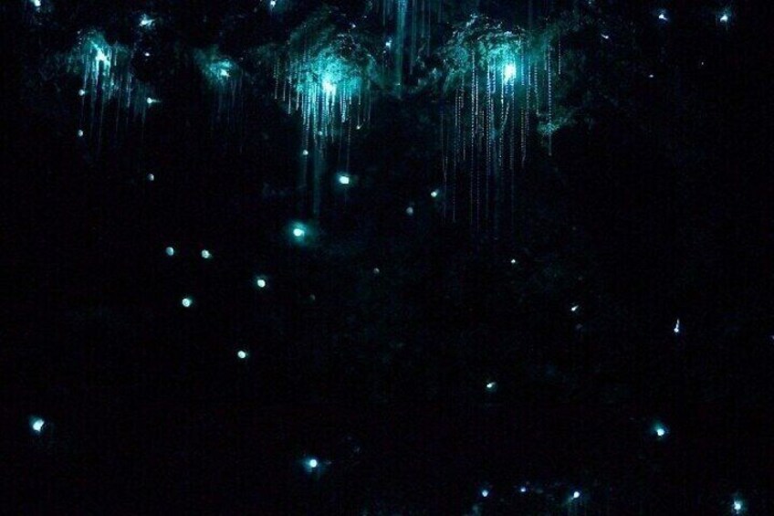Brisbane: Tamborine Mountain Glow Worms, Star Gazing & BBQ