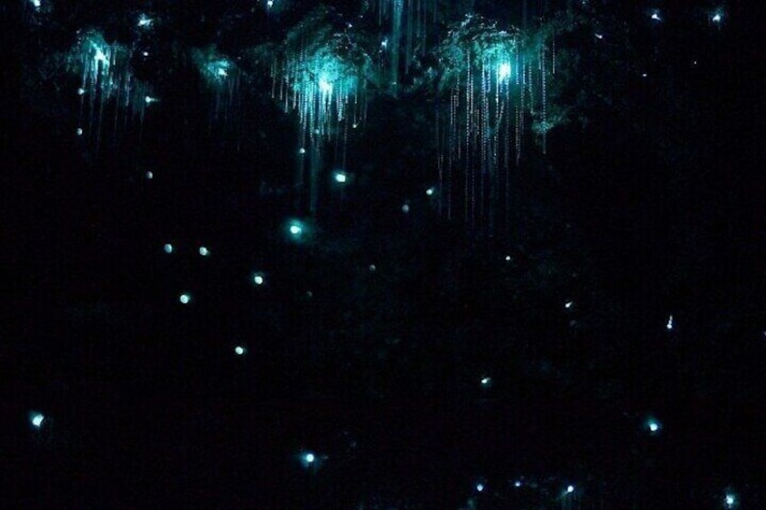 Brisbane: Tamborine Mountain Glow Worms, Star Gazing & BBQ
