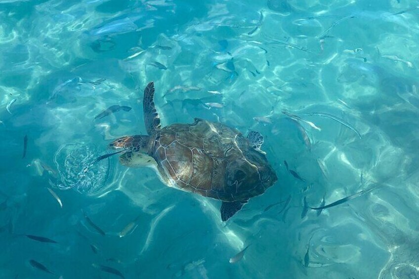 Amazing private tour, swim with turtles & beachhop the westcoast