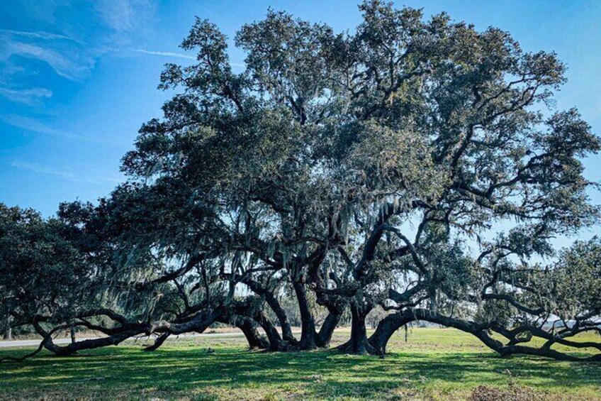 Brazos Bend Wildlife and Nature Tour