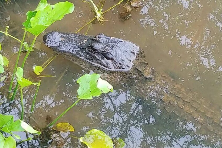 Brazos Bend Wildlife and Nature Tour