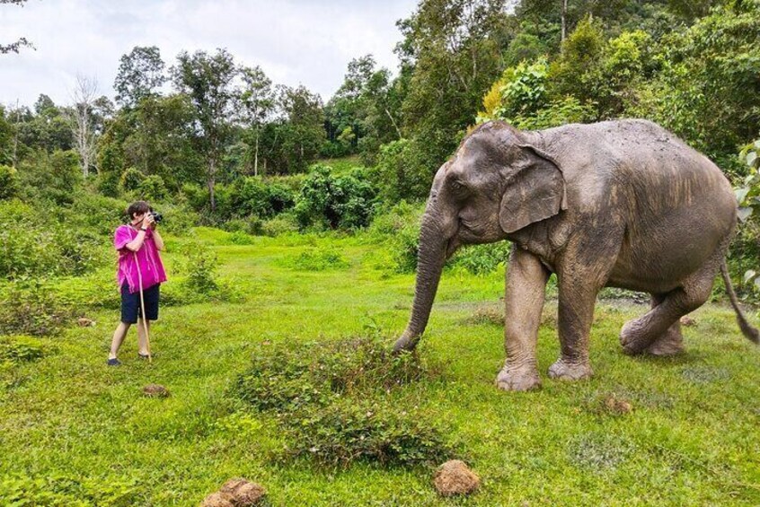 Observe the elephants' behavior and daily routine in the jungle