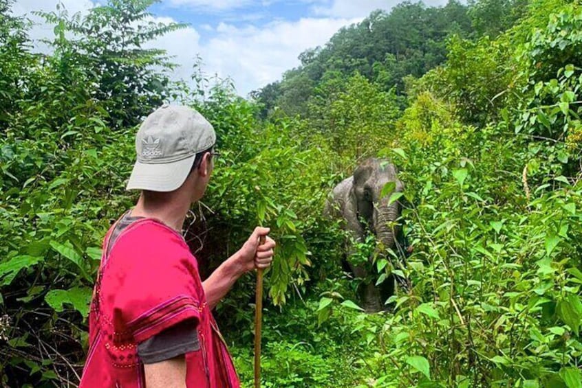 Observe the elephants' behavior and daily routine in the jungle