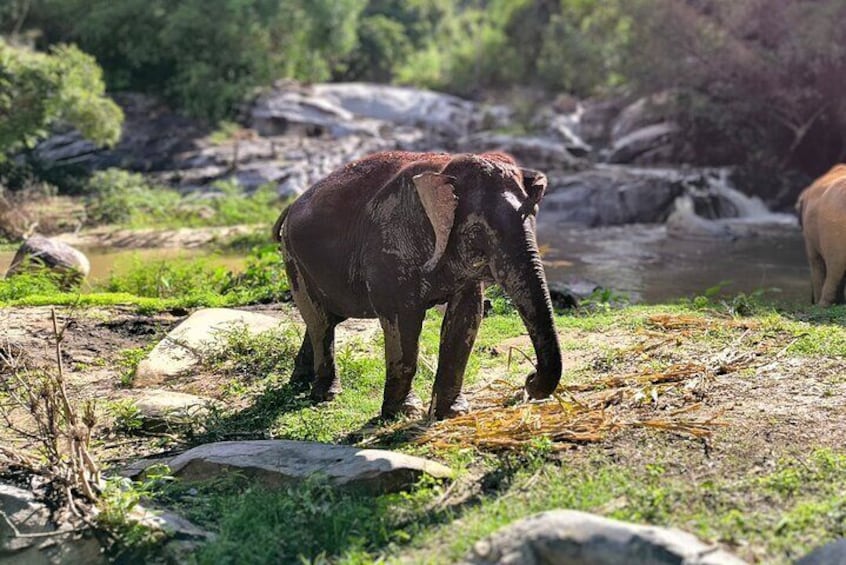 Best Habitat for the Elephants with flowing river