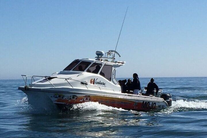 Dolphin & Seal Boat Cruise 