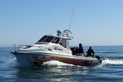 Dolphin & Seal Boat Cruise