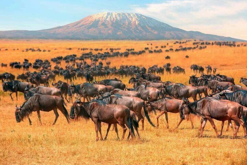 13 Days Gorilla, Masai Mara and Serengeti Wilderness Safari