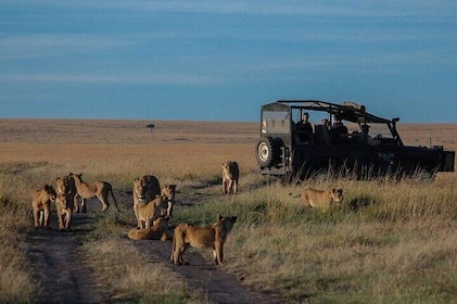 13 Days Gorilla, Maasai Mara and Serengeti Wilderness Safari