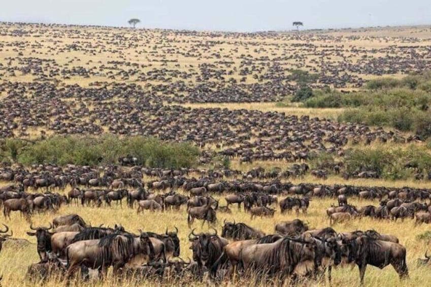 13 Days Gorilla, Masai Mara and Serengeti Wilderness Safari