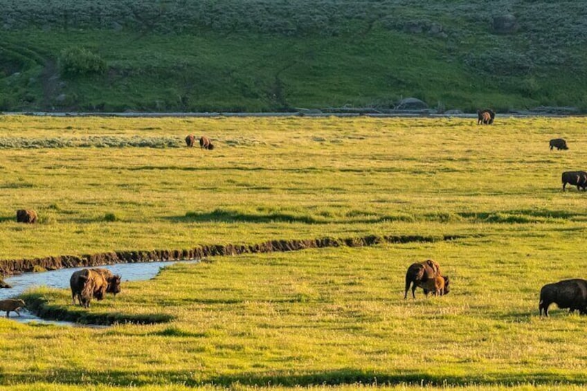 Yellowstone National Park Driving Audio Tour