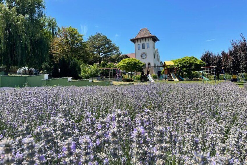 Purcari lavender field