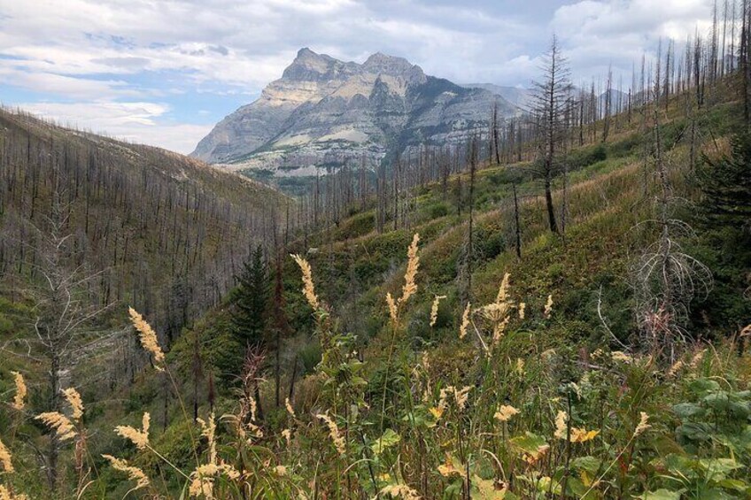 Waterton Bertha Lake Hike
