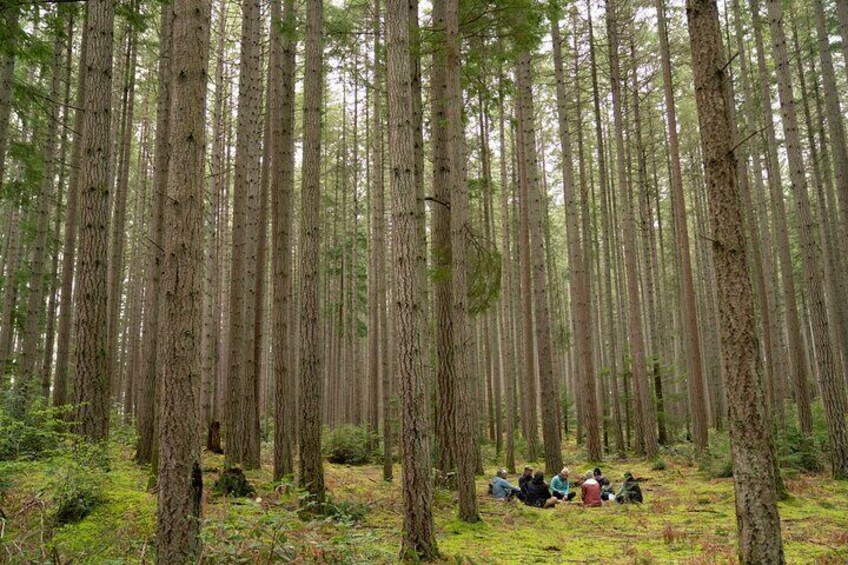 Bainbridge Island Serenity Forest Hike & Cultural Landmarks Tour