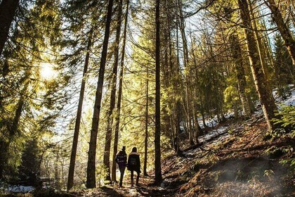 Bainbridge Island Serenity Forest Hike & Cultural Landmarks Tour