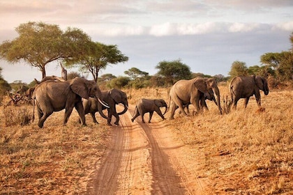 6-Day Luxury Tanzania Premium Safari