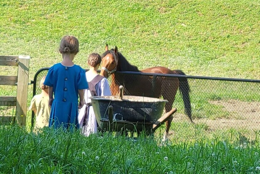 Picture 1 for Activity Unique Amish Immersion Experience