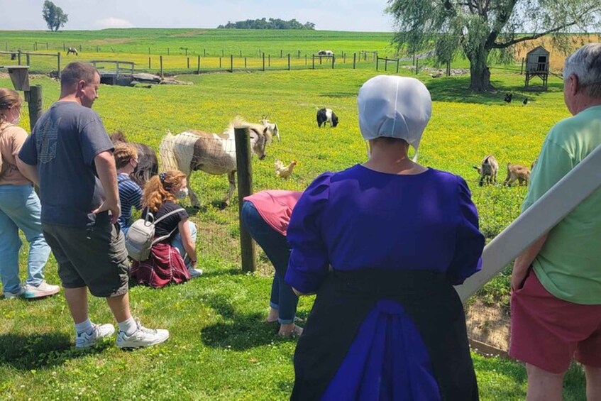 Picture 2 for Activity Unique Amish Immersion Experience