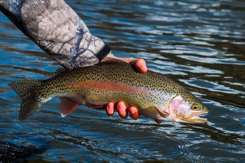 Fuly stocked with Rainbow trout