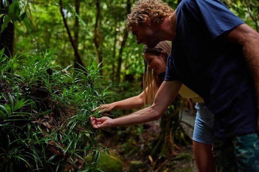 Cairns Explorer Tour