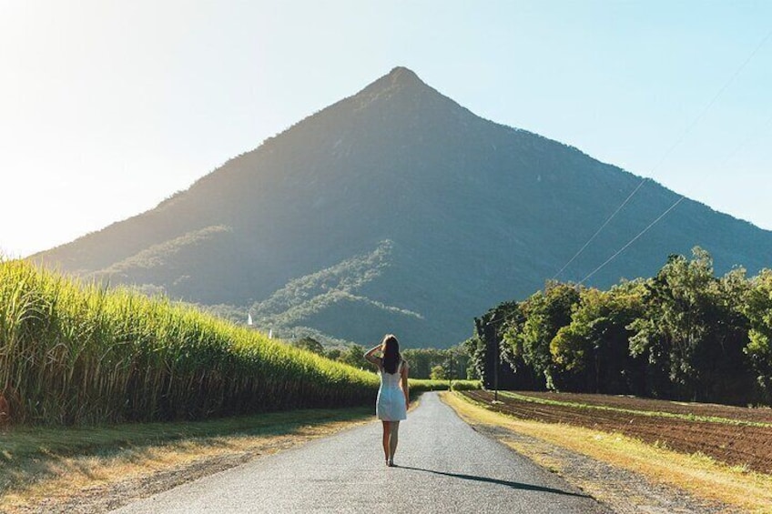 Cairns Cane Fields